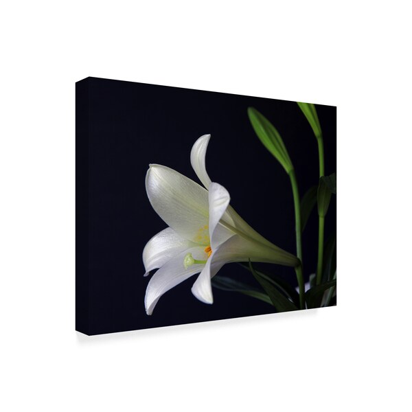 J.D. Mcfarlan 'Lily 1 White' Canvas Art,18x24